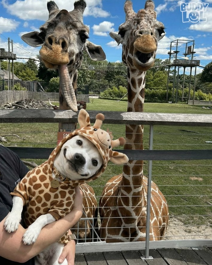Tweets of Dogs tweet media