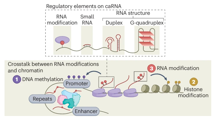 nchembio's tweet photo. A new Perspective discusses recent developments in RNA modifications on chromatin-associated RNAs, how they modulate chromatin states, and future direction for studying RNA regulatory elements to control gene expression

https://t.co/a2tMAH02ra https://t.co/RlecYUFQlm