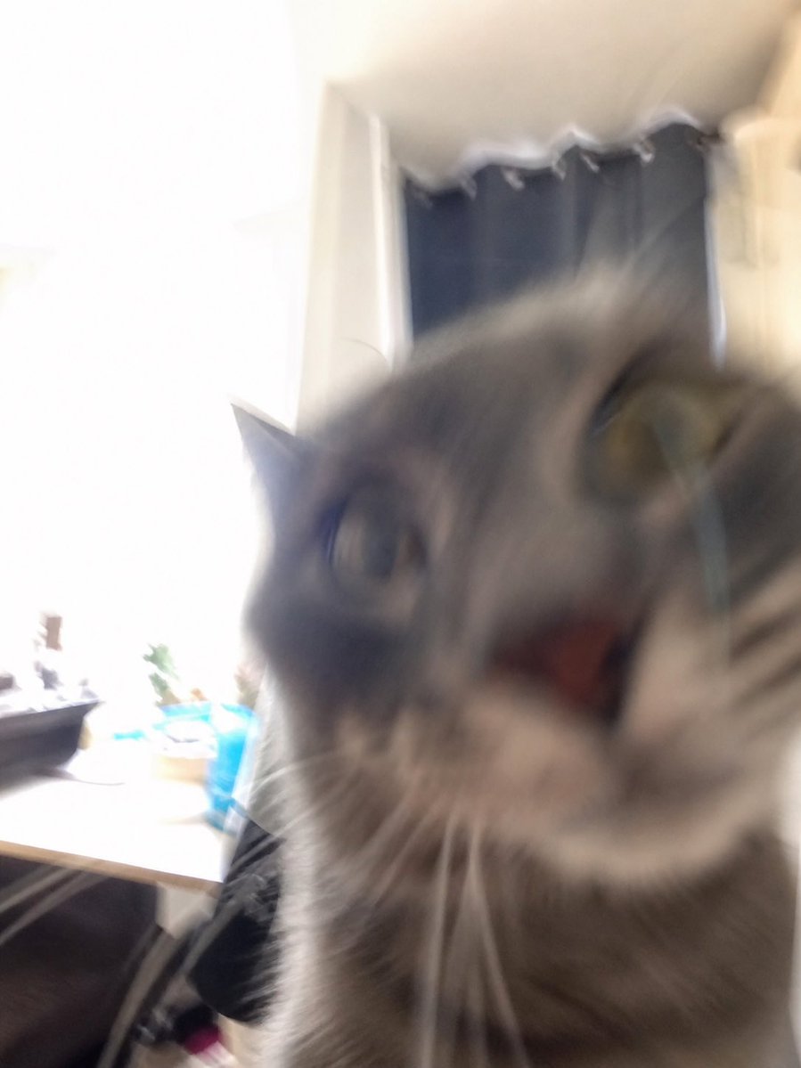 Kitty Kat tweet media