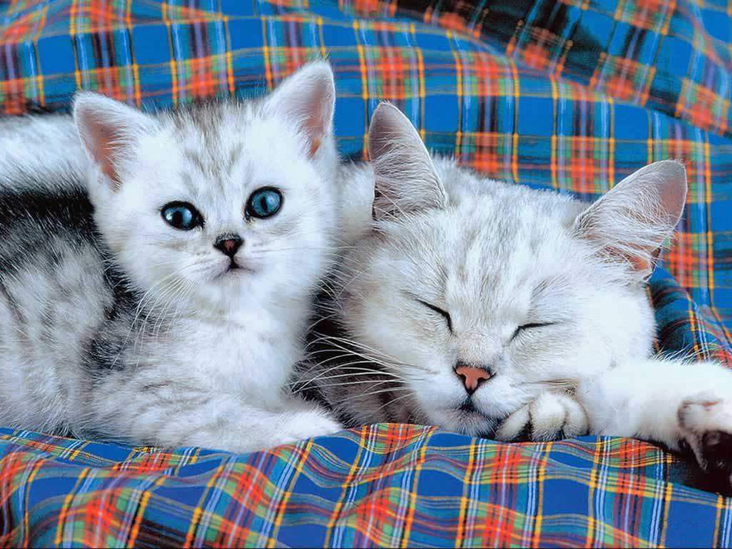BermanWill75298's tweet image. Hello #kitten lovers 🐱🐱🐱
May you have a peacefully puuuuuringly happy 🐱🐱🐱... #Caturday 💞