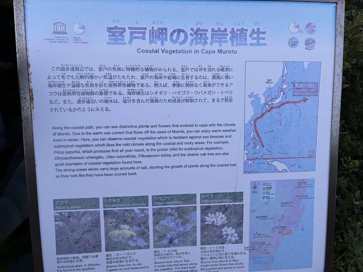 遊歩道楽しい ほんと好き でっかいアロエちゃん