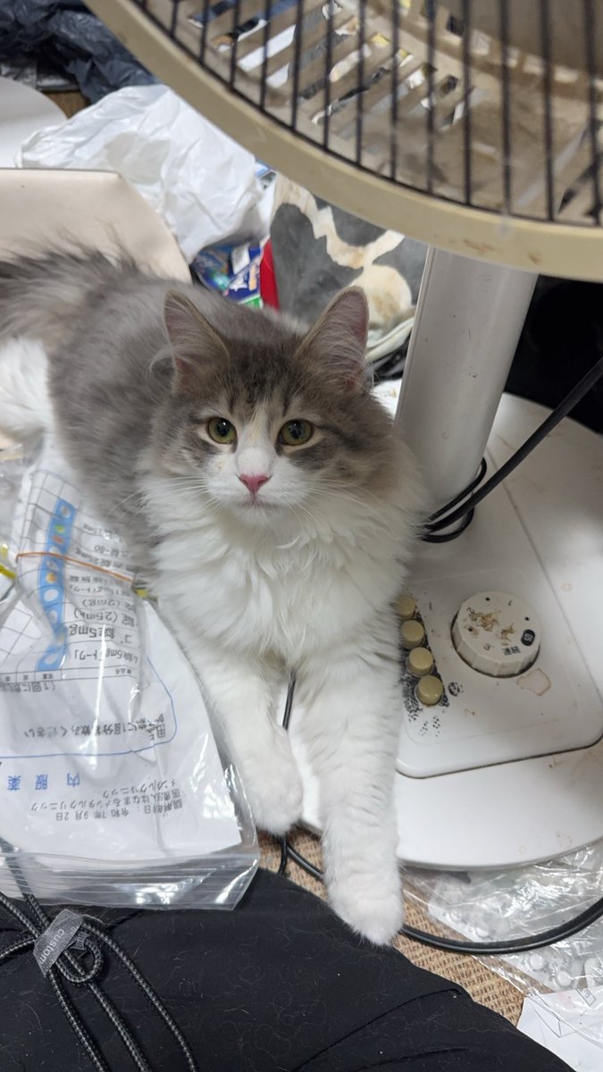 辻泰孝 tweet media