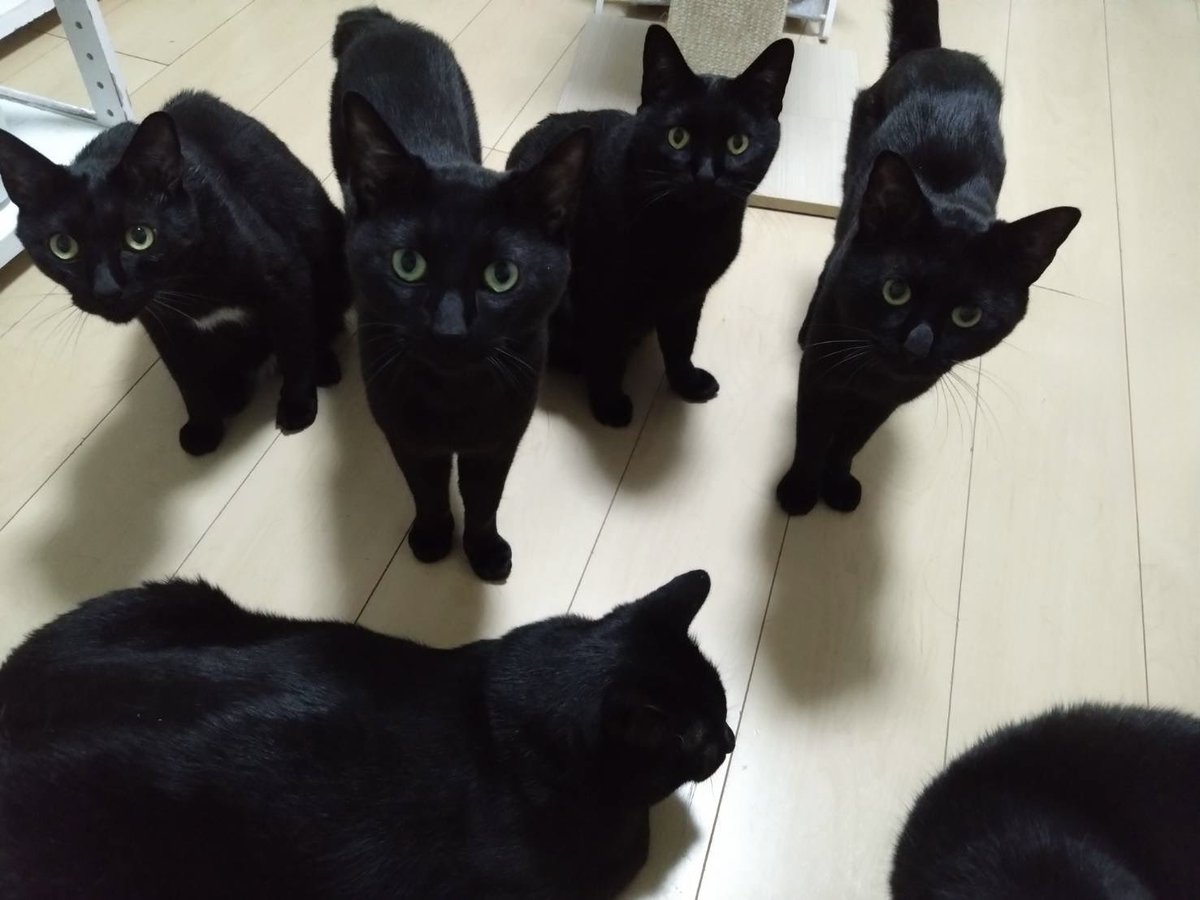 ༺ 黒ねこ༻ 黒猫一家🐭 (@arca20220921) / Posts / X