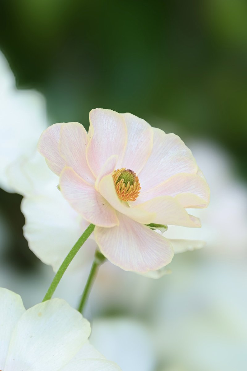 nagiseasunsun's tweet image. #TLを花でいっぱいにしよう
#ﾌｧｲﾝﾀﾞｰ越しの私の世界

おはようございます ᵕ̈*
今日は2:00に起きました
ちょっと遠くにお出かけです♩.•
良い日になりますようにෆ