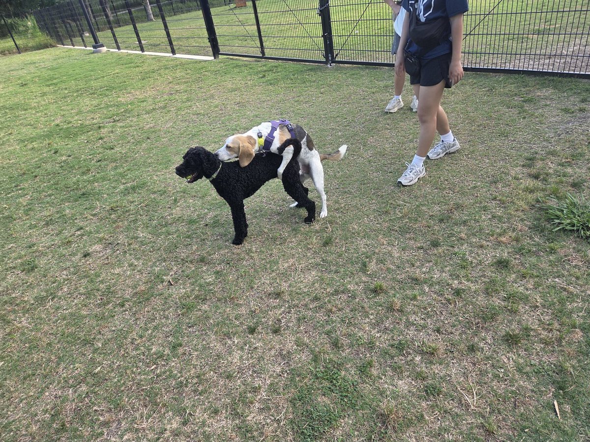 BeaglePasha's tweet photo. Today I did something different, for the first time!!! And I kept doing it the entire time at the dog park 🤓😂😂😂😂 #ImFixed https://t.co/EgYVg0tnwx