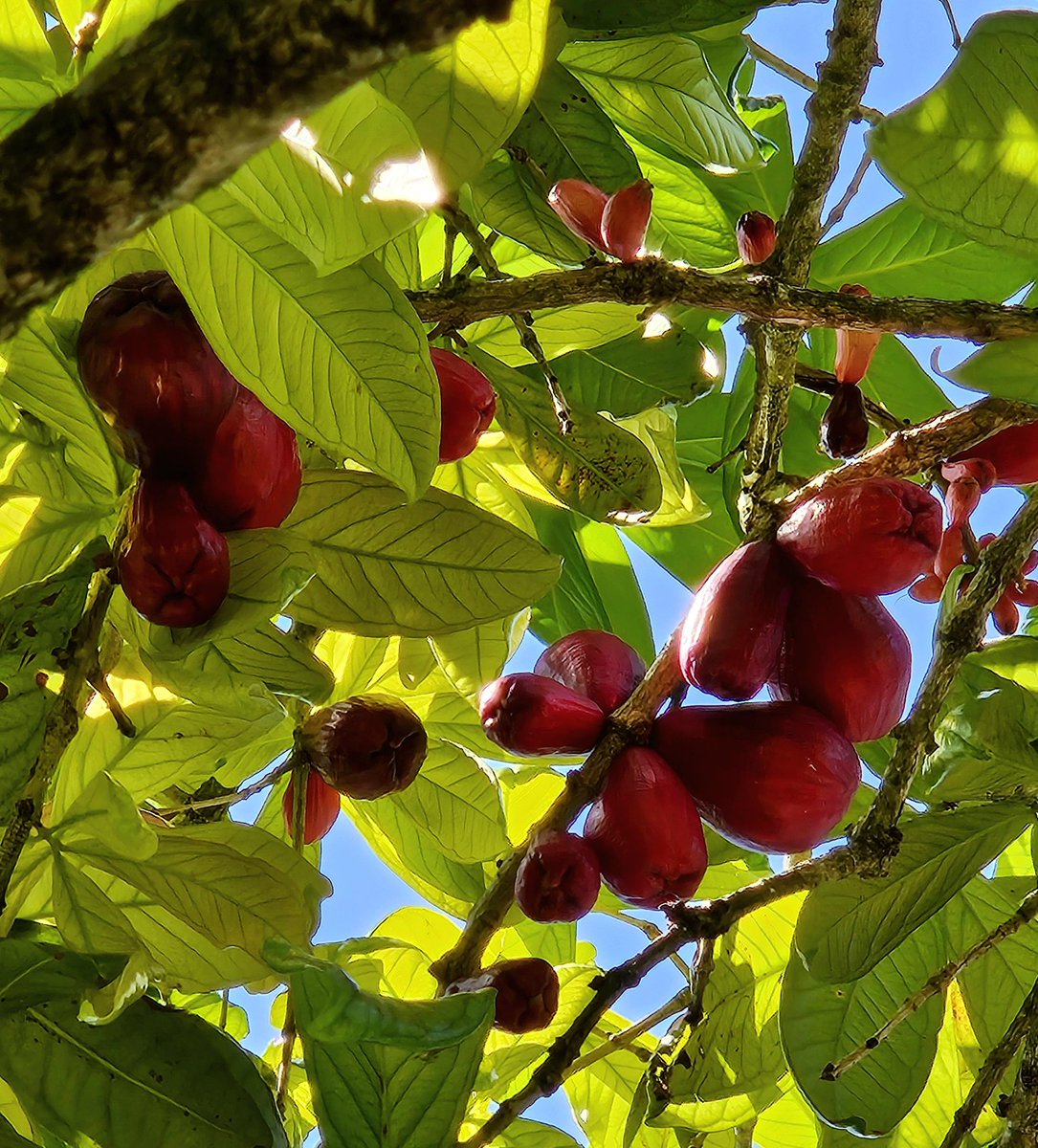 fruitnspice's tweet image. Malay apple (Syzygium malaccense): tropical tree with glossy leaves, pink-red flowers, and crisp, juicy, mildly sweet fruit. Aka Mountain/Otaheite apple. Thrives in humid, frost-free climates with minimal care. 🌺🍎 #MalayApple #TropicalFruit #Gardening