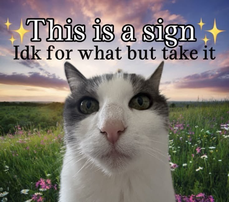 Cat Posted tweet media