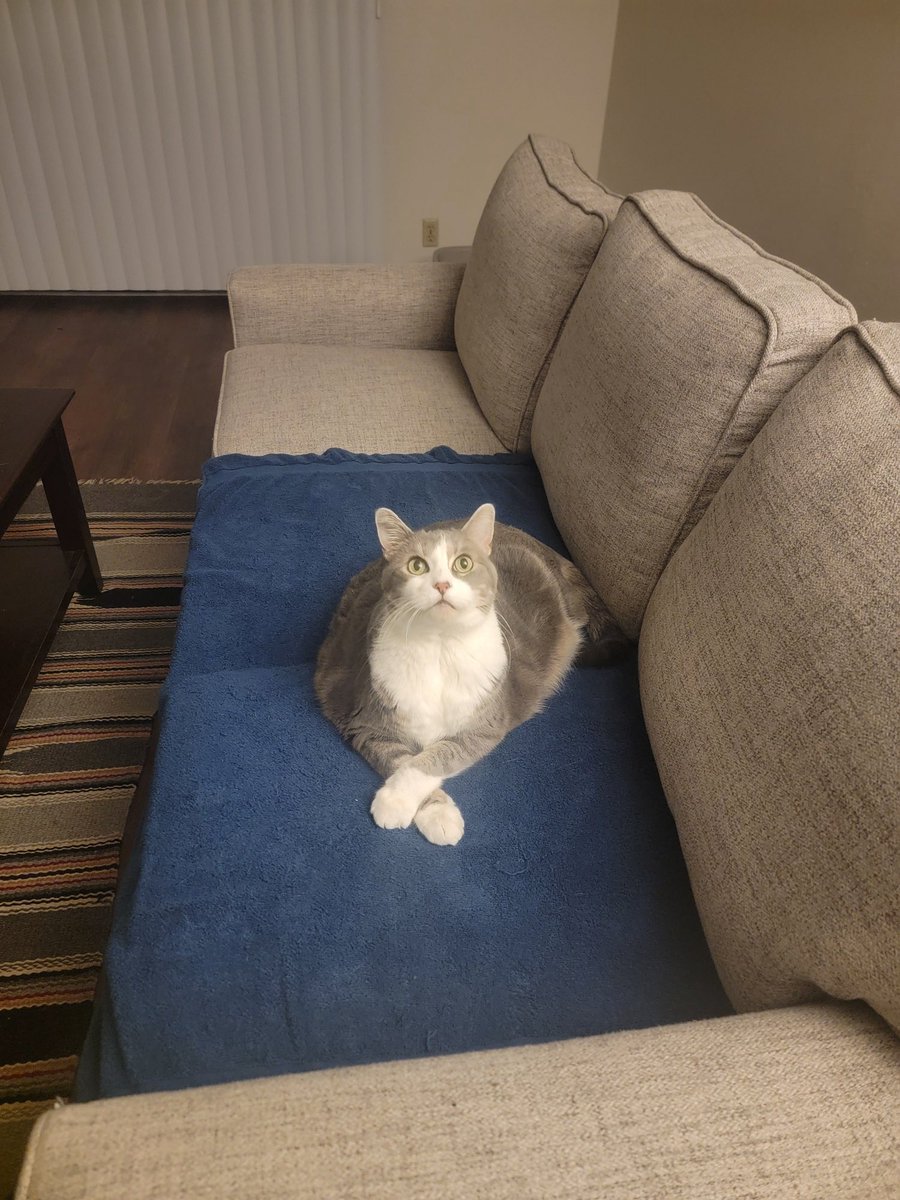 mrs meowkins tweet media