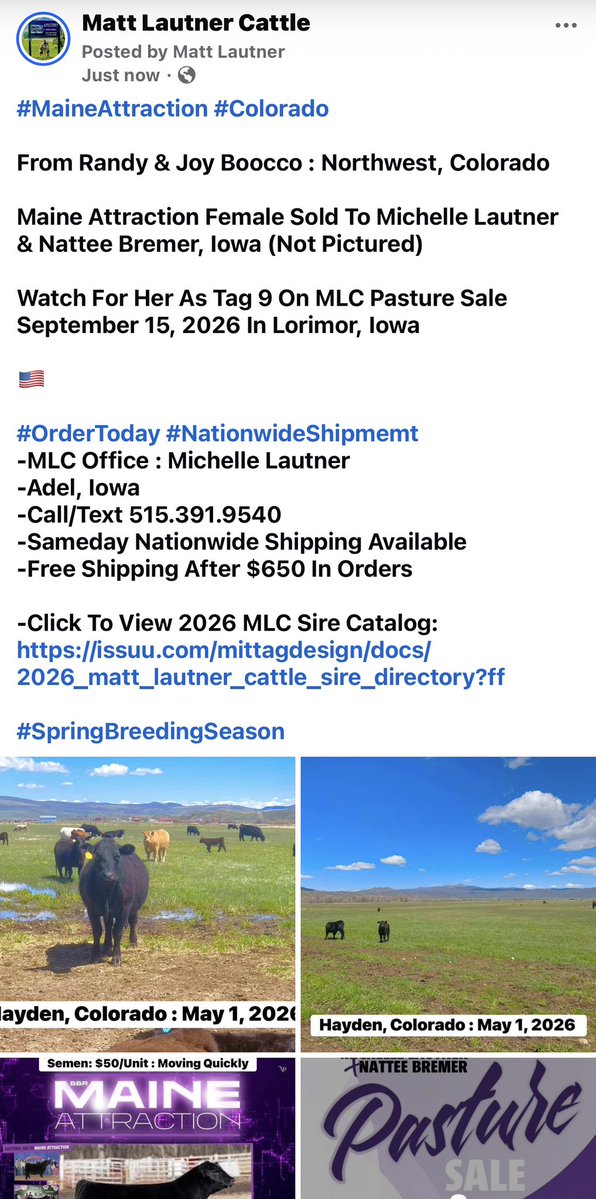 mattlautner's tweet image. #MaineAttraction #Colorado 

From Randy &amp;amp; Joy Boocco : Northwest, Colorado 

Maine Attraction Female Sold To Michelle Lautner &amp;amp; Nattee Bremer, Iowa (Not Pictured) 

Watch For Her As Tag 9 On MLC Pasture Sale September 15, 2026 In Lorimor, Iowa

🇺🇸

#OrderToday #NationwideShipmemt