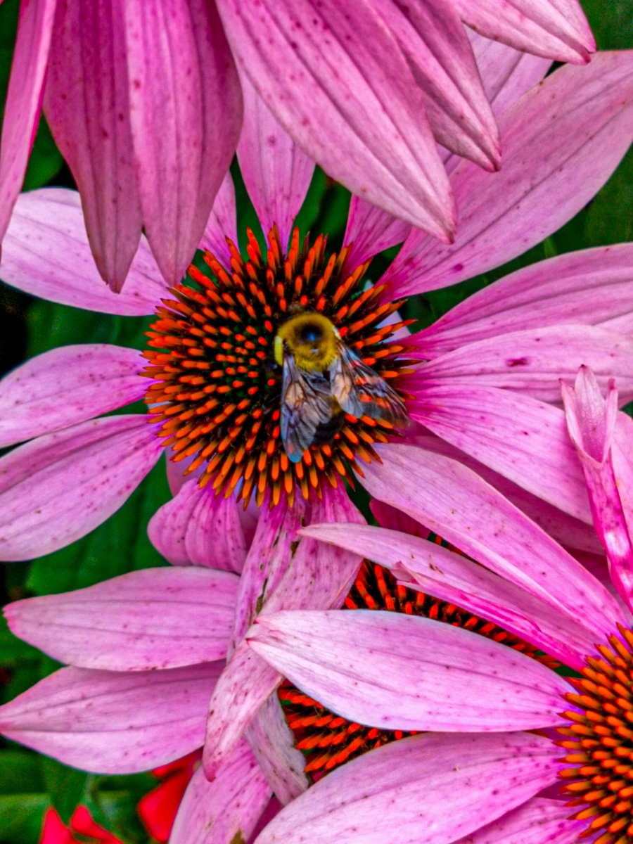 Bee in Pink

This shot is available for purchase as prints in paper, canvas or metal, with a money back guarantee!

Click here to buy now:
pixels.com/featured/bee-i…

#spring #floral #craigdavidmorrison #craigmorrisongallery