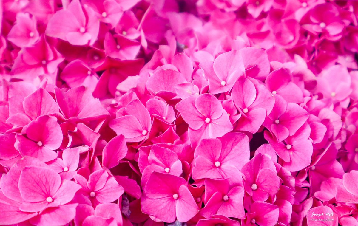JosephHill3794's tweet image. Hydrangeas🌸
Photo By: Joseph Hill🙂📸🌸

#Hydrangeas🌸 #flowers #nature #closeup #beautiful #colorful #Peaceful #spring #NaturePhotography #flowerphotography #SouthernPinesNC #May
