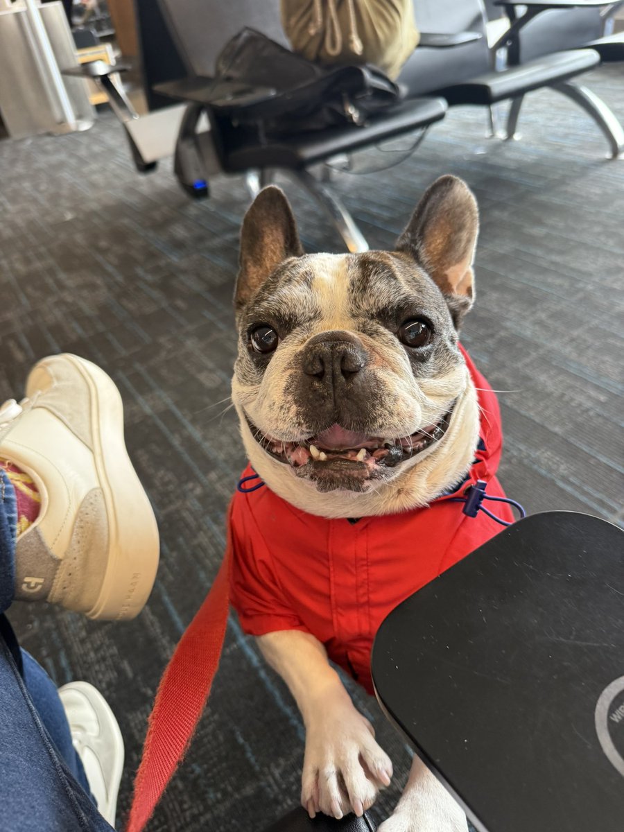 KeventureCalls's tweet image. That preflight feeling when you realize you’re headed home @americanair 🐾🇫🇷🐶✈️😄💺

#frenchbulldog #workingdog #travel #happy #trending @MCO @CLTAirport @PHLAirport #smile