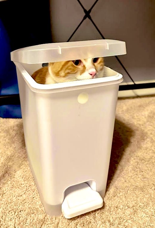 robynconnery1's tweet image. Good morning beautiful souls Happy Saturday! Enjoy a relaxing, serene day filled with happy moments and loving kindness as we reside in the present moment #mindfulness
#meditation #kindness #compassion #positivity #serenity
#CatsInFunnyPlaces #cats #felines #TherapyCats #pets