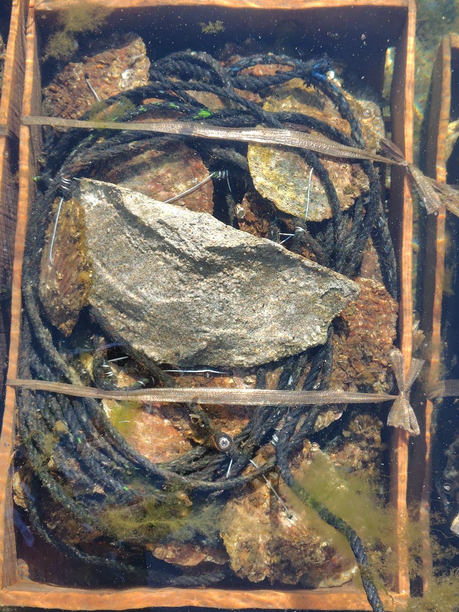 kazu@丹後のくるまえび🦐畜養はまぐり🐚牡蠣🦪販売中 tweet media