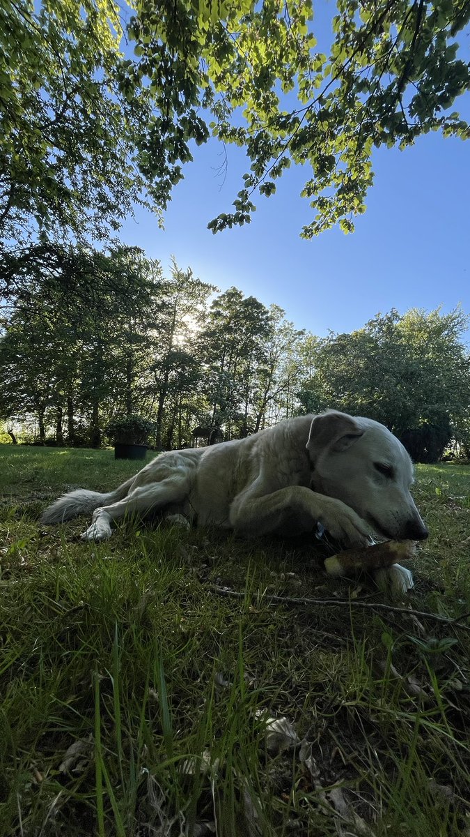 Svendeagle's tweet image. Vandaag is Roki 16 geworden!
Hiep hiep HOERA 🥳 
Hij heeft lekker buitengespeeld en hij is goed verwend met kluifjes #HappyDog
