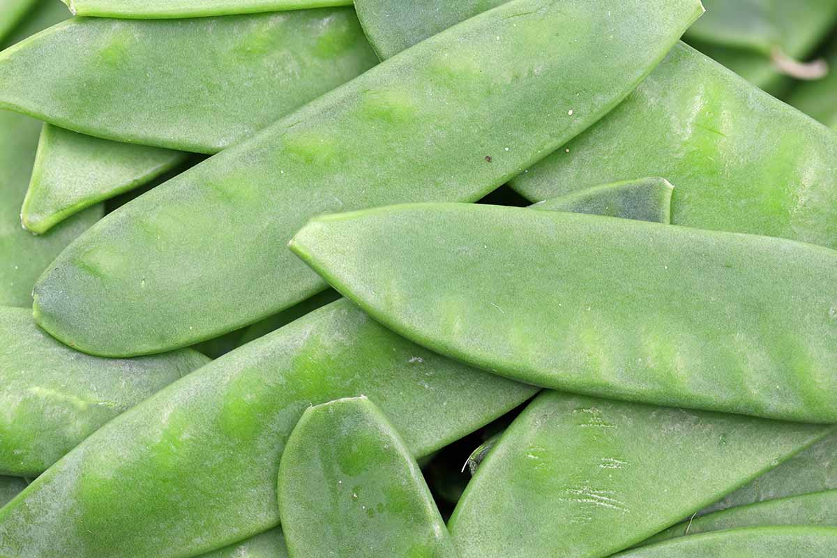 Gardeners_Path_'s tweet image. How to Grow Oregon Sugar Pod Peas - Do you love sugar snap peas? 'Oregon Sugar Pod II' will blow your mind with their hardy, fast growth and fabulous flavor. Learn more about this tasty variety now on Gardener's Path. #growyourown #gardeningtips gardenerspath.com/plants/vegetab…