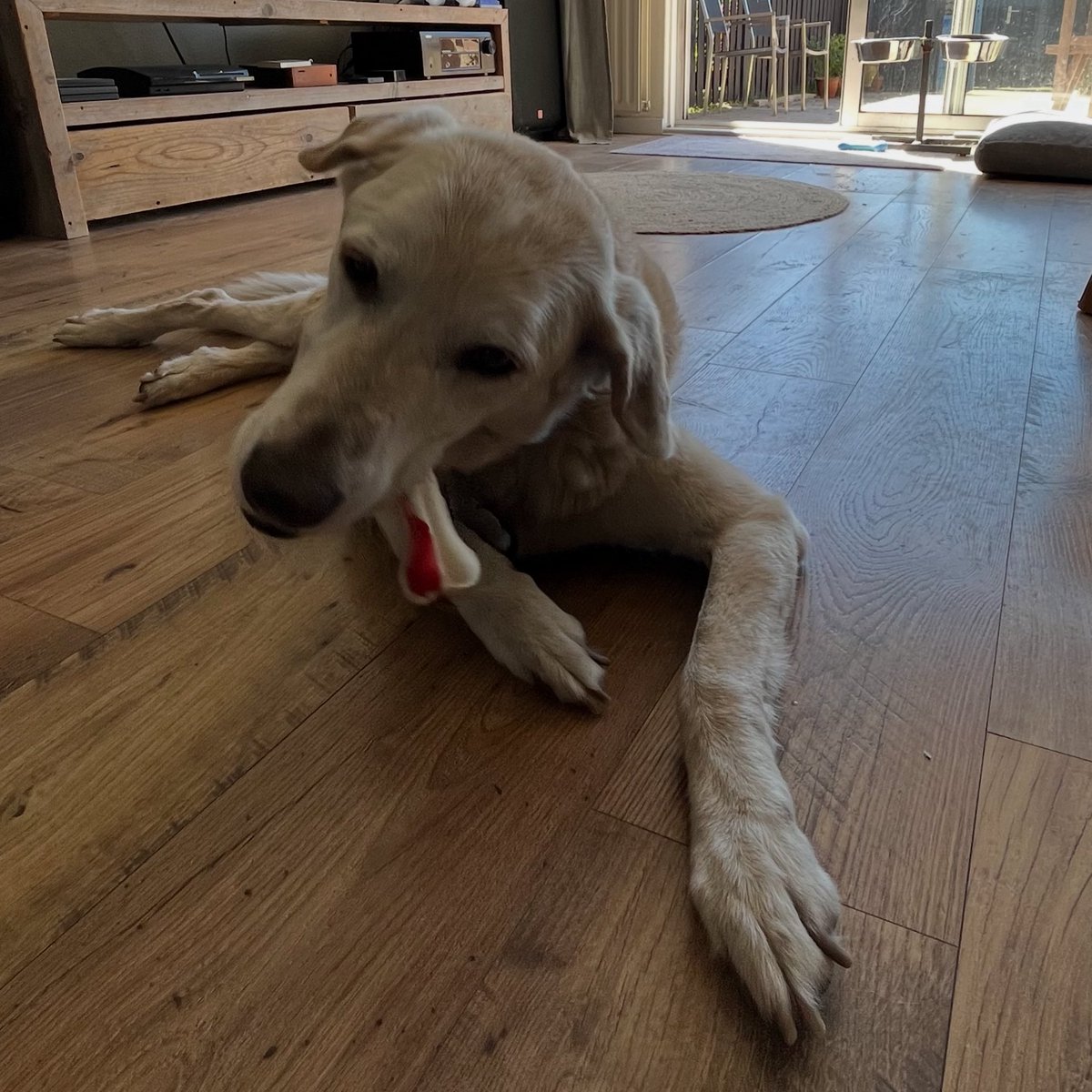Svendeagle's tweet image. Vandaag is Roki 16 geworden!
Hiep hiep HOERA 🥳 
Hij heeft lekker buitengespeeld en hij is goed verwend met kluifjes #HappyDog