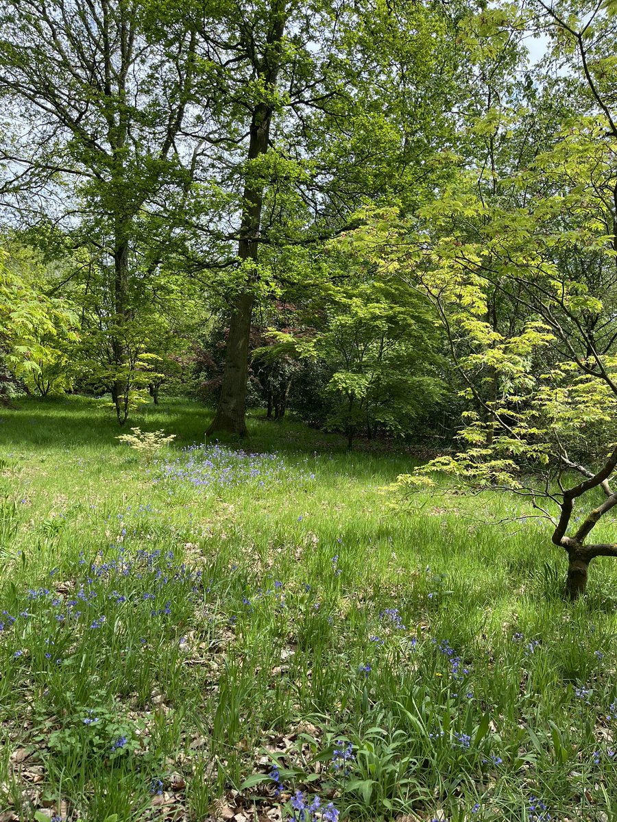 FionaHalliday1's tweet image. #DunhamMassey flowers. Such beautiful gardens, on a warm, sunny day. This was my second visit within 3 weeks. #nature