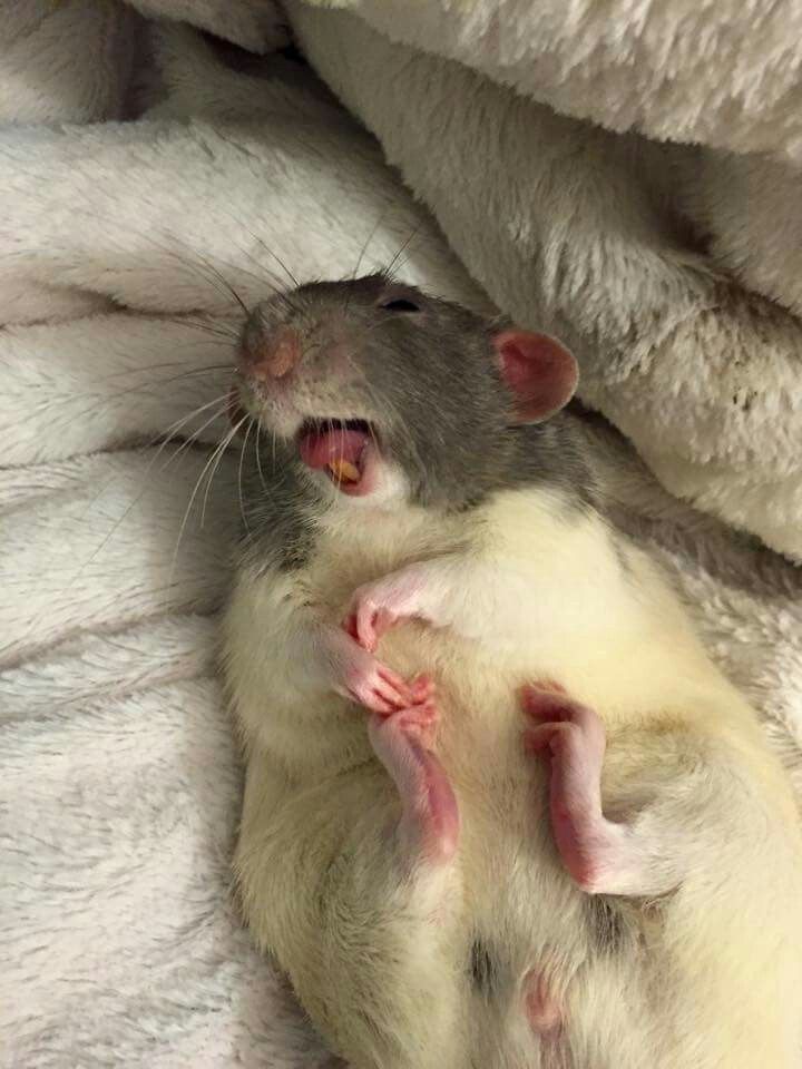 eclairgamesllc's tweet photo. #DidYouKnow？

Rats giggle when tickled. What joyful little critters!

#FunFactFriday #Rodent #Rat #FunFact https://t.co/anxaJZqoHm