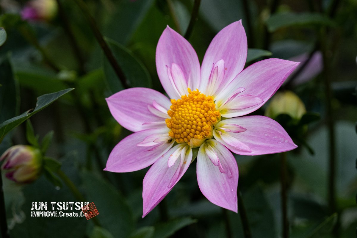 junjun_imp's tweet image. お気に入りの過去Pic

ダリア

#camera #flower #photos #ダリア #dahlia