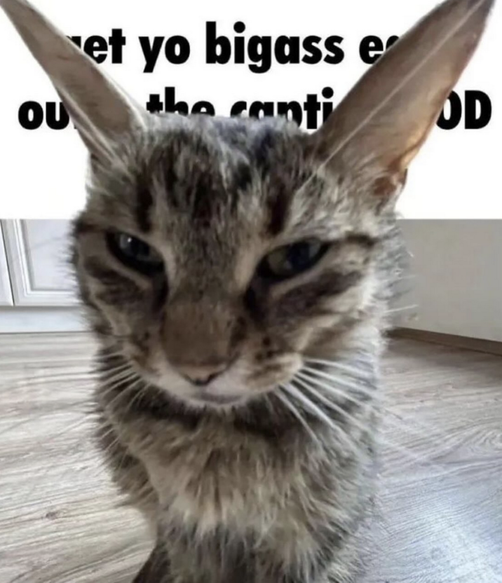 Pooble 🧐 tweet media