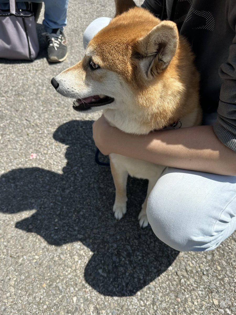 ぴろむく☆ワン tweet media