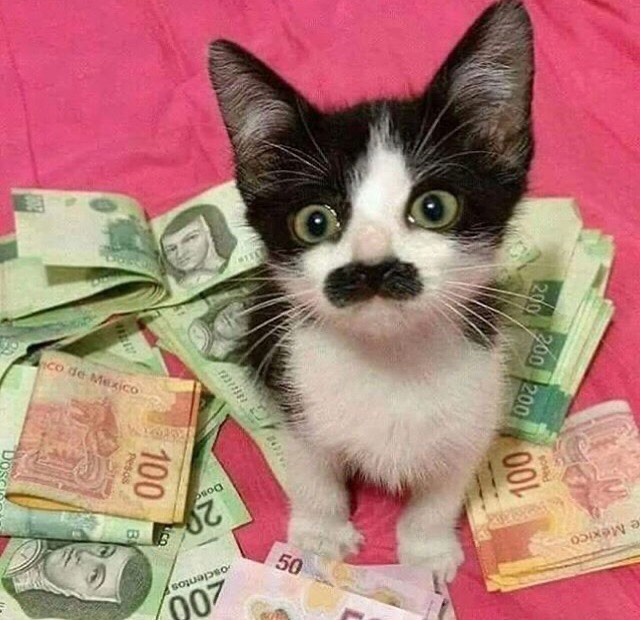 Punch Cat tweet media