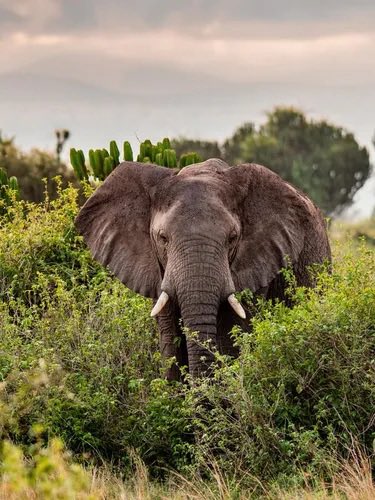 elephant tweet media