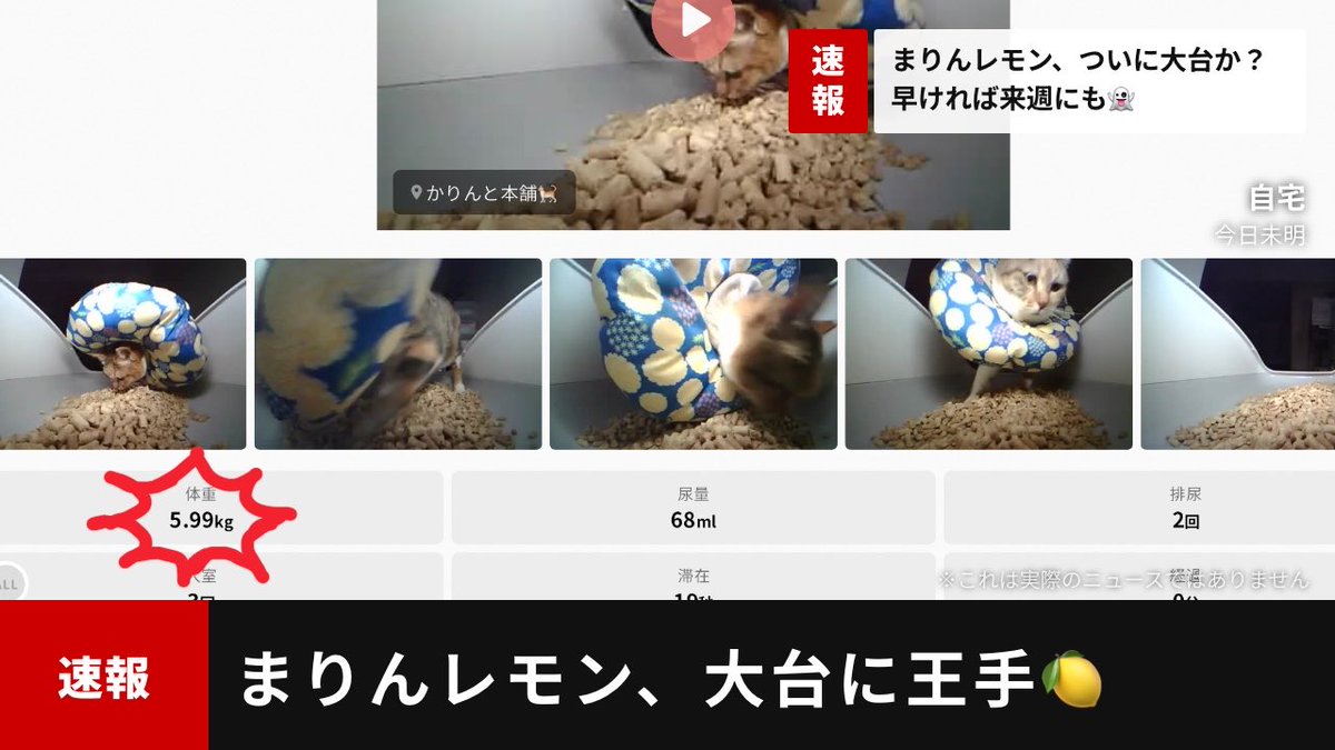 まりん🍋 tweet media