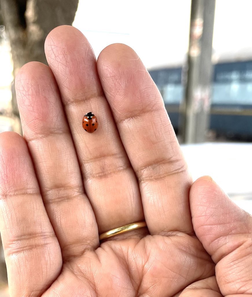 mona1961talks's tweet image. It’s #InsectThursday 
Any insect photo!