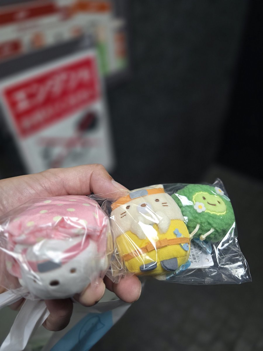 今日お迎えした子😊
