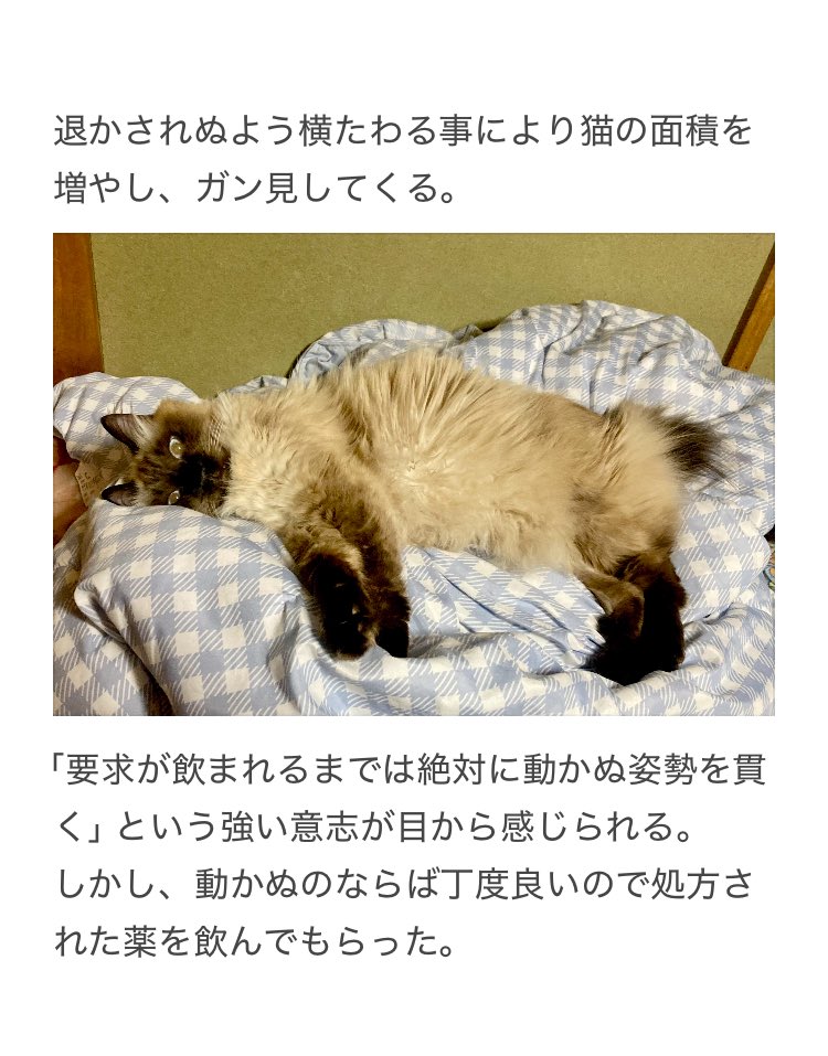 やーこ tweet media