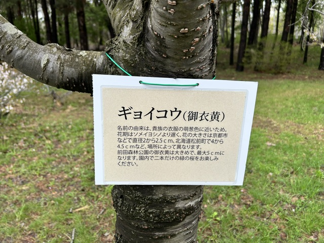 前田森林公園 tweet media