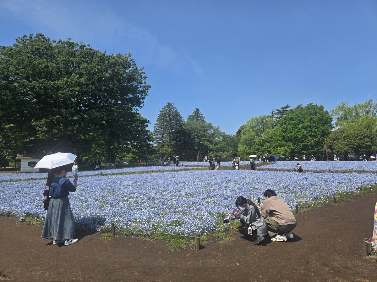 yoshi_mobamas's tweet photo. 昭和記念公園
GW初日だから結構人いるね https://t.co/rmTJ8Ba1pk