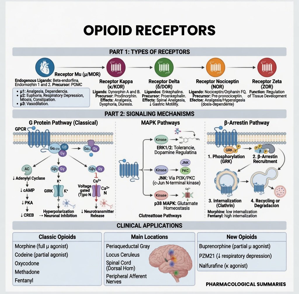 Vardhanreddymd's tweet photo. Opioid Receptors https://t.co/Lx9PU0yDDc