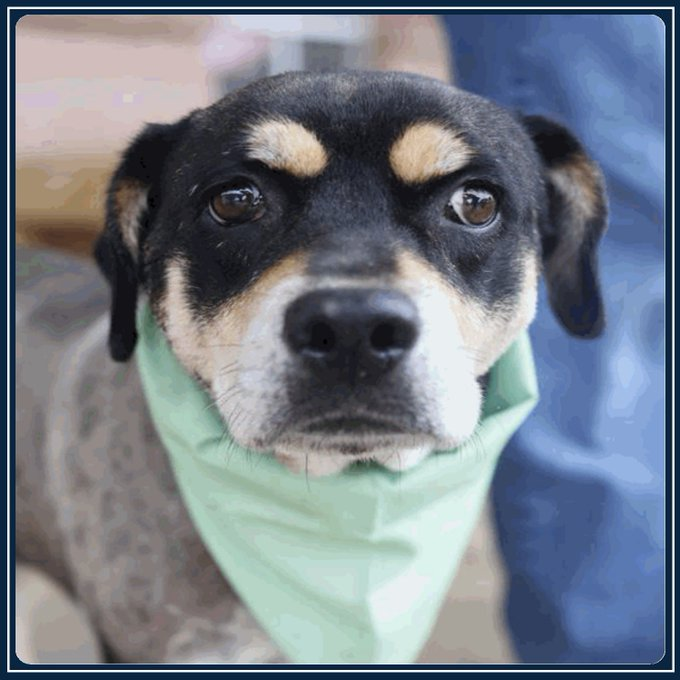 Jazzstew34's tweet photo. 🚨 ZARA #A804386 has been extended 1 day. Needs a hold by 11:30amCT SATURDAY May 2nd. ⏰💉
➡️Please share — this sweet girl deserves a chance to heal and finally feel safe! 🐾❤️
#SanAntonioACS #ACS430 #SaveZara #ShepherdMix #AdoptDontShop #TexasRescue #FostersSaveLives #SanAntonioDogs