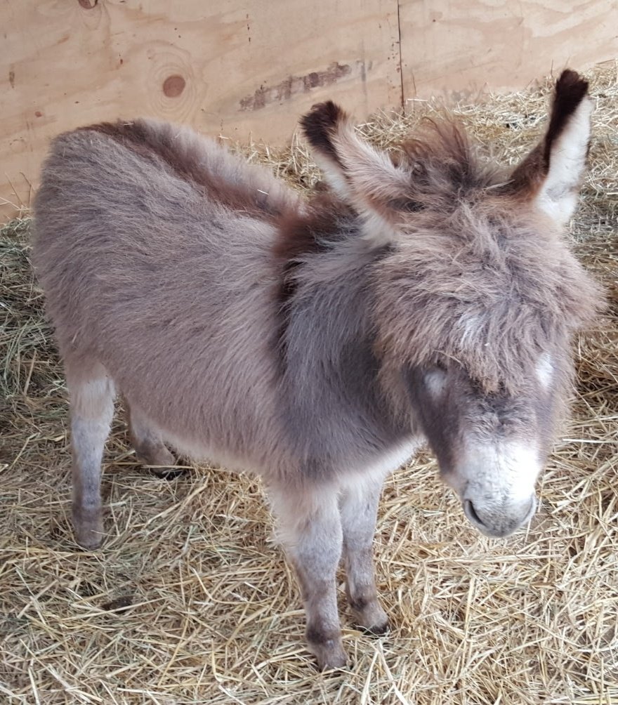 Donkey tweet media