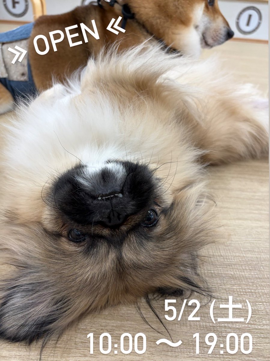 Dogs&CatsCafe月と太陽 (@tukitai_0605) / Posts / X