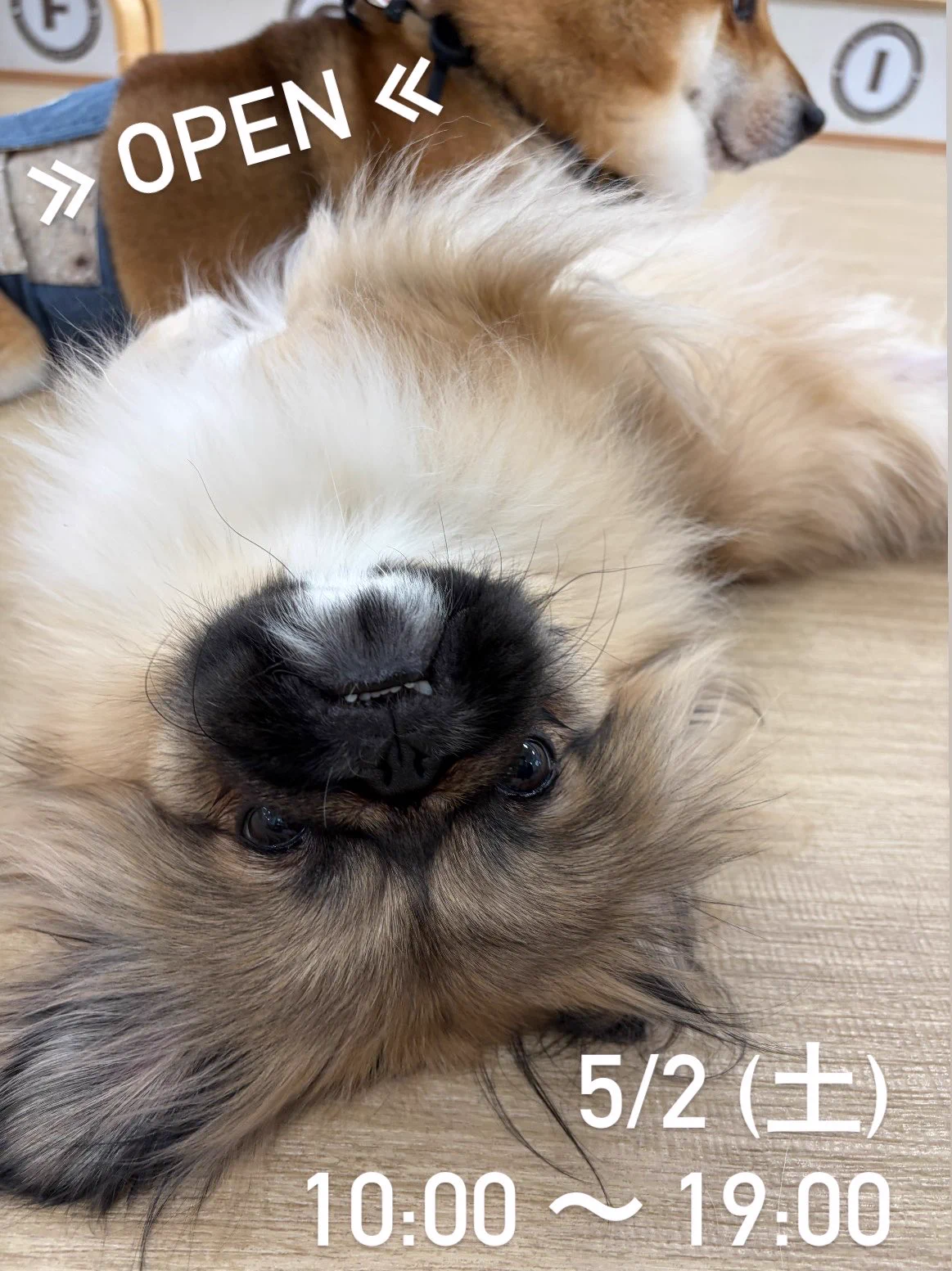 Dogs&CatsCafe月と太陽 (@tukitai_0605) / X