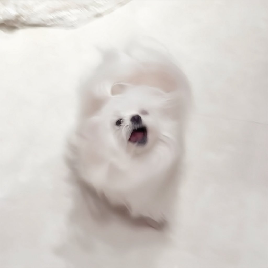 kawai_nu_san's tweet photo. 犬の伸びた毛をお団子にしたらブルブルし、崩れたか……！？と思ったがハートになって神 https://t.co/us93rZJ57s