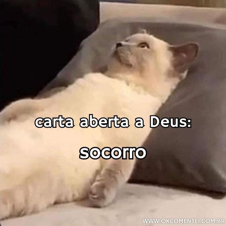 Rafaela tweet media