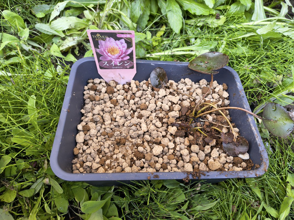 スイレンの植え替えを行いました。
もっと培養土と芝の目土を多めに入れるべきだった気がしますが、初めてなので許してもらおう(？)

カキツバタは2026/05/03着予定、黒ポットに入れたままの水草2種も植え替え予定です。