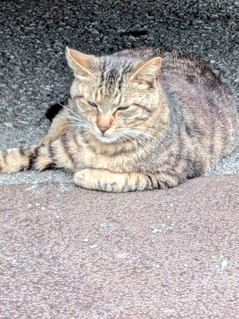 Kyo1001's tweet photo. 熱川温泉、廃墟と猫が沢山🐱 https://t.co/Xtzuy2O3BB