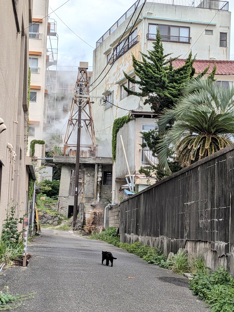 Kyo1001's tweet photo. 熱川温泉、廃墟と猫が沢山🐱 https://t.co/Xtzuy2O3BB