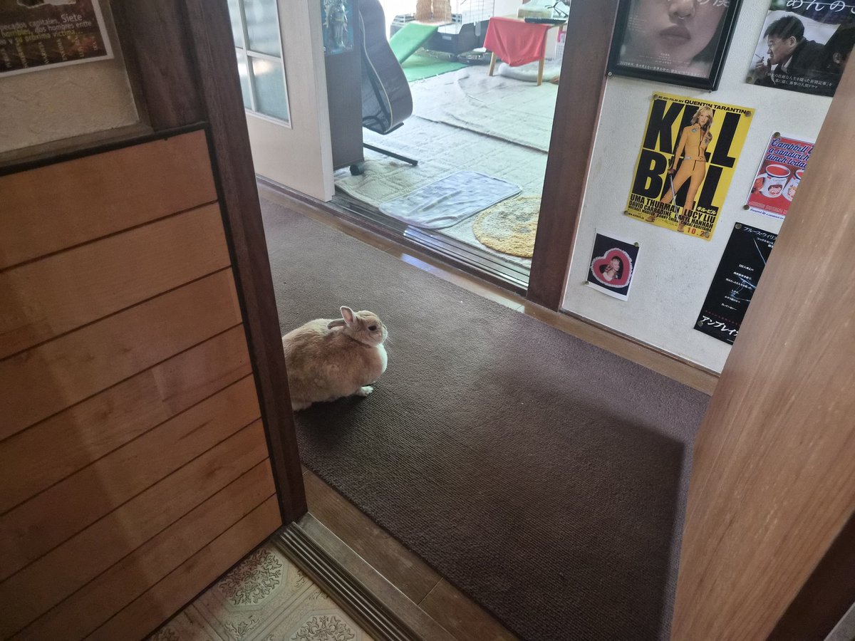 ゴンちゃんのお部屋 tweet media