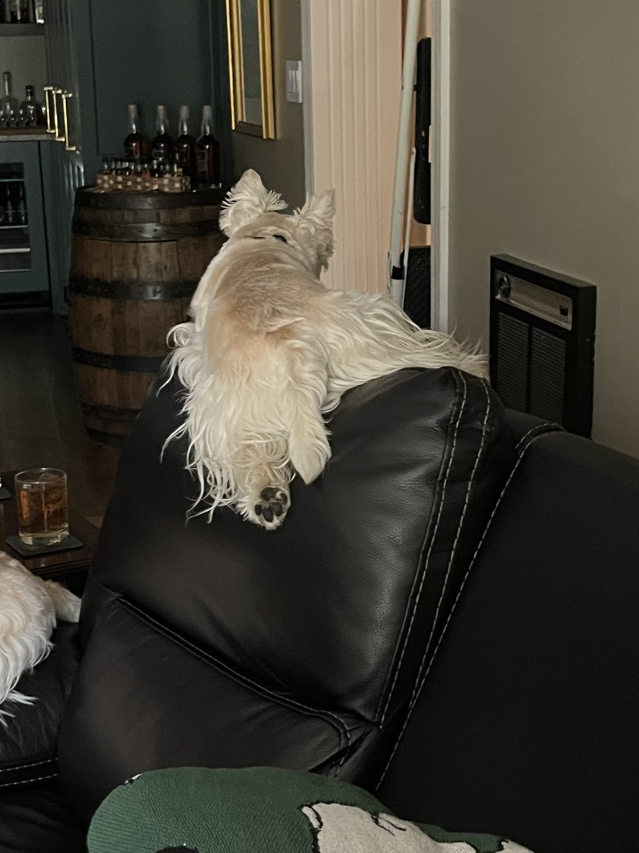 rozcar28's tweet image. Sofa sprawl! #Dogs #Scottishterrier #CouchPotato