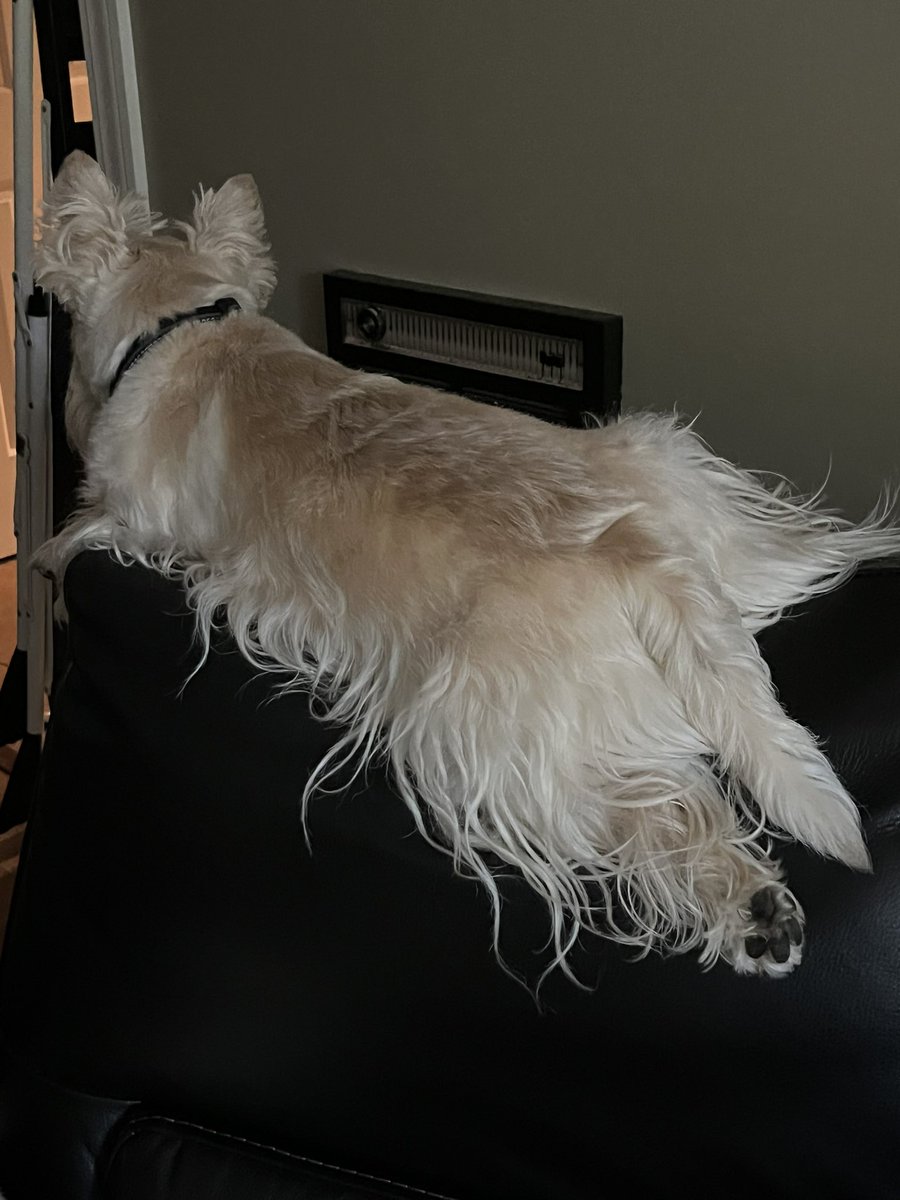 rozcar28's tweet image. Sofa sprawl! #Dogs #Scottishterrier #CouchPotato