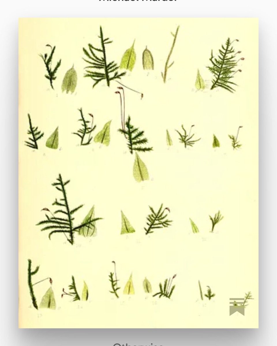 laurentiakitchn's tweet image. Are mosses divine?

#hypnaceae #amateur #ecology #mysticism #philosophy

open.substack.com/pub/laurentia/…