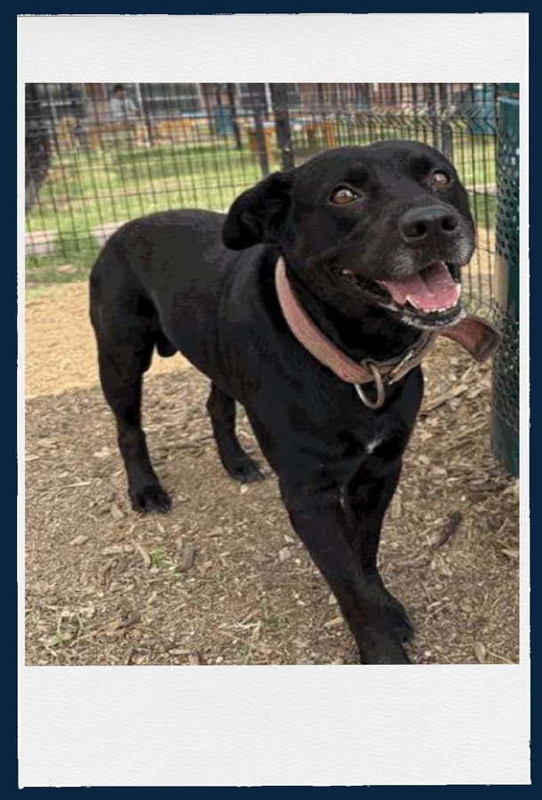 Jazzstew34's tweet photo. ๐จ BENTLEY #A804770 has been extended 1 day. Needs a hold by 11:30amCT SATURDAY May 2nd. โฐ๐
โก๏ธPlease share โ Bentley is a good boy who just needs a loving home! ๐พโค๏ธ
#SanAntonioACS #SaveBentley #AdoptDontShop #TexasRescue #FostersSaveLives #SanAntonioDogs https://t.co/4RUEfTPWsC