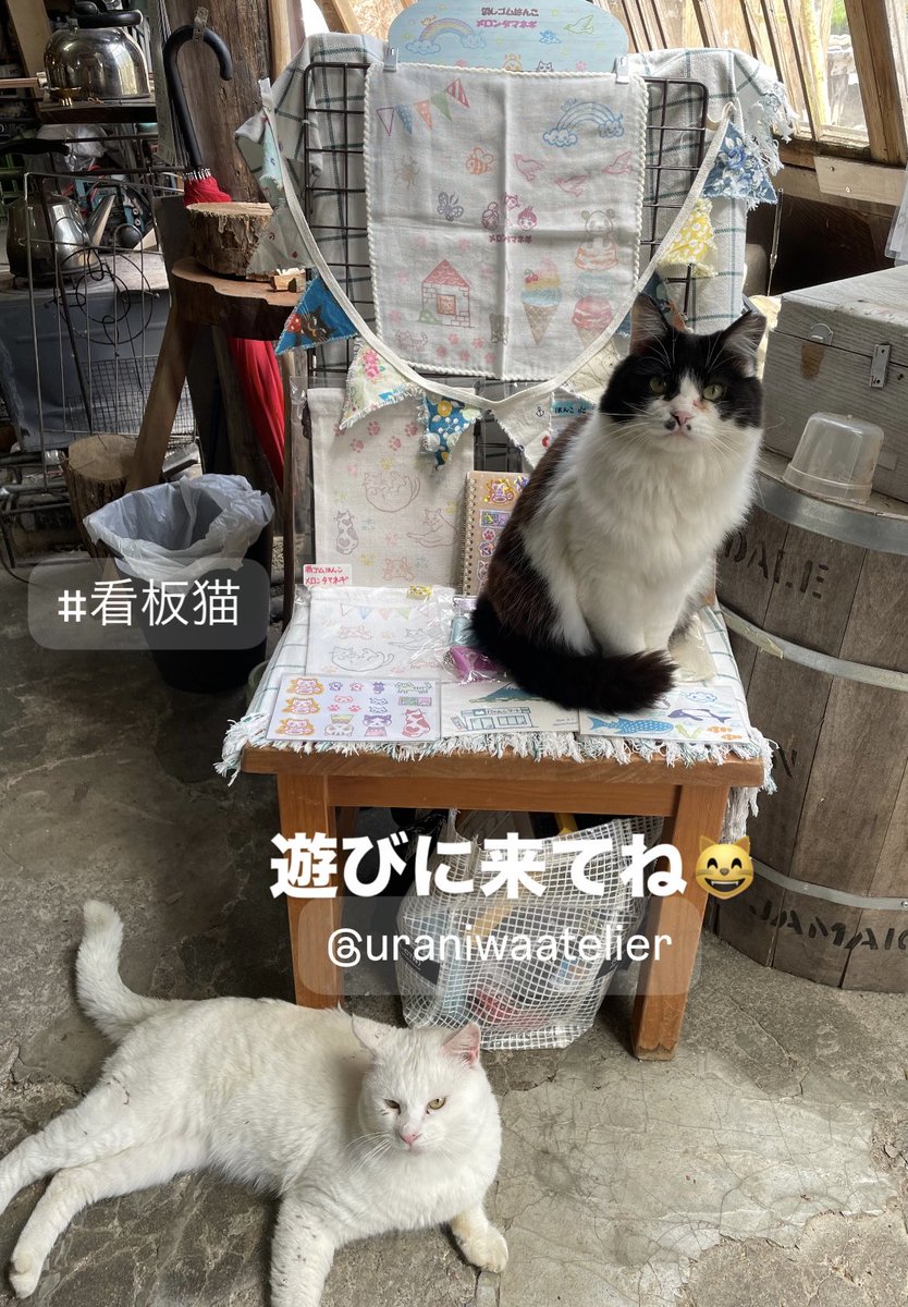 ねこまたぎ (@nekomatagi280) / Posts / X